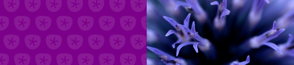 Banner_blumen makro